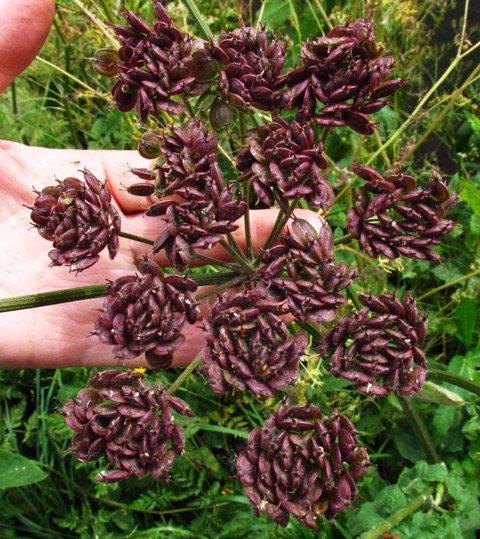 Fruit of Hogweed; a diagnostic feature.

