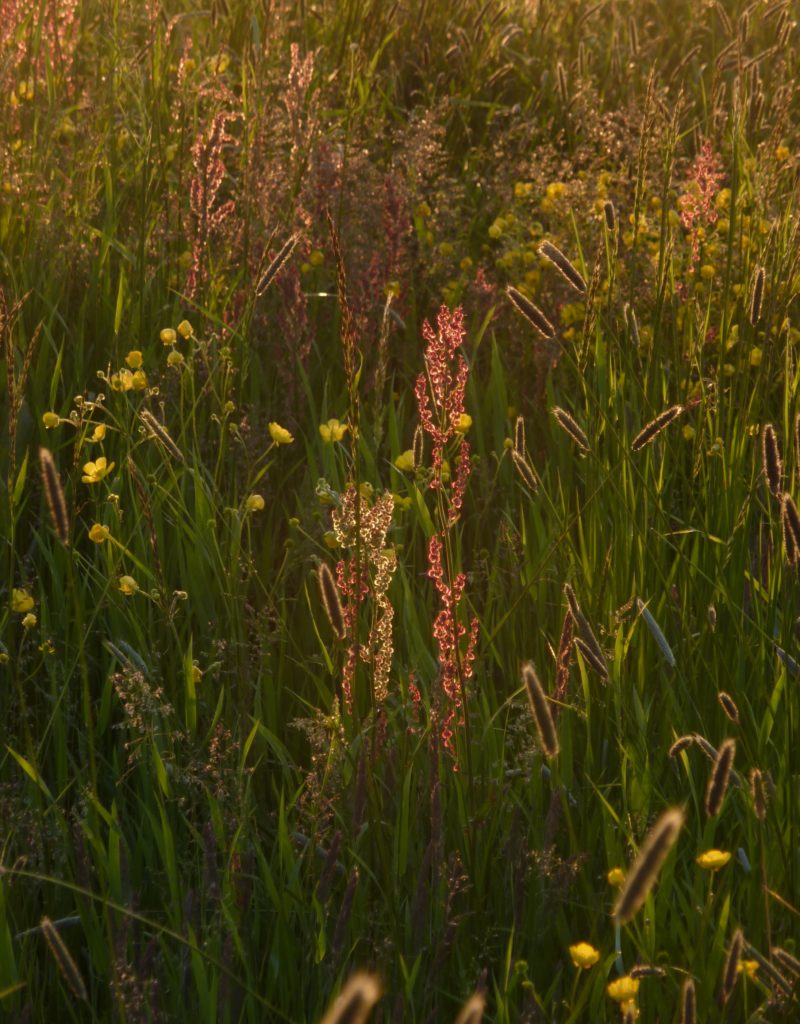 common sorrel with buttercups and meadow foxtail form a magic picture in early summer!