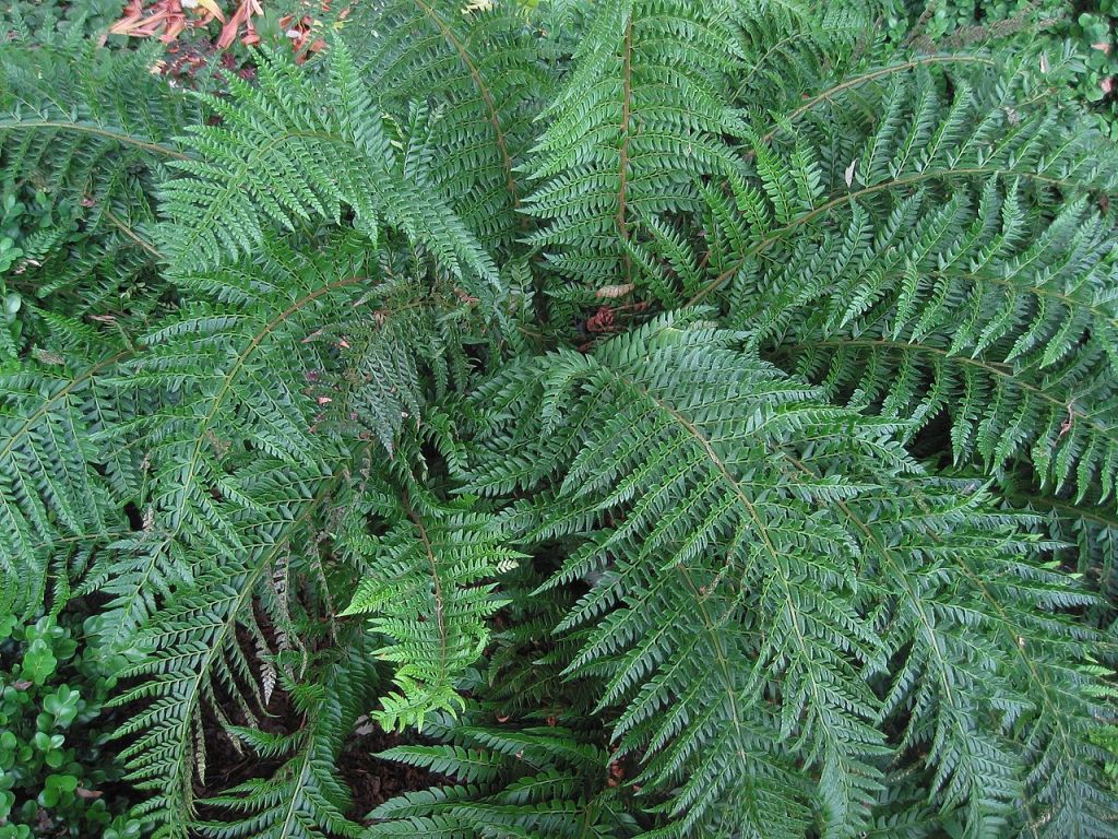 This image has an empty alt attribute; its file name is 1280px-Stijve_naaldvaren_plant_Polystichum_aculeatum.jpg