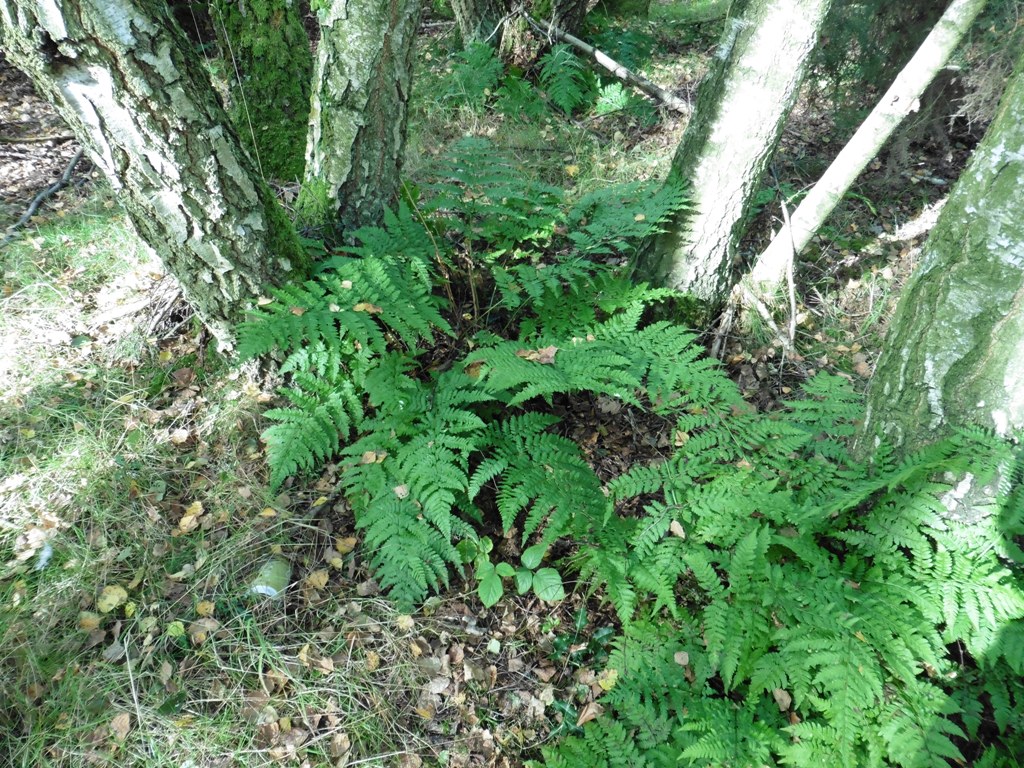 Dryopteris dilatata in sutton Park