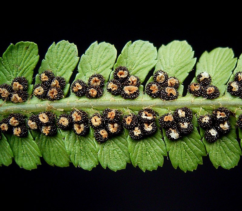 showing the sporangia of Dryopteris filix-mas close-up