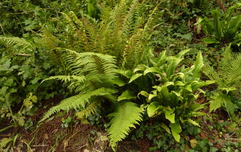 Several types of ferns on a shady bank in summer